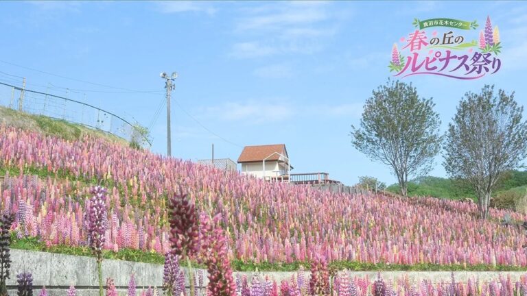 鹿沼市花木センター「春の丘のルピナス祭り」　PR動画