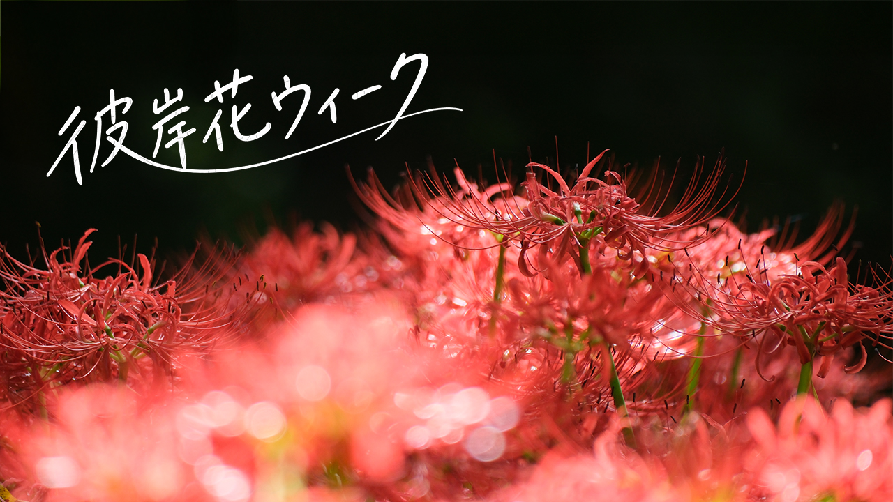 茂木町　城山公園 彼岸花ウィーク　PR動画